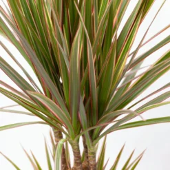 Gerandeter Drachenbaum 'Bicolor', Topf-Ø 17 Cm, Höhe Ca. 70 Cm -Elho || LECHUZA Verkäufe 0221100019 Dracaena marginata bicolor 2er Tuff 7