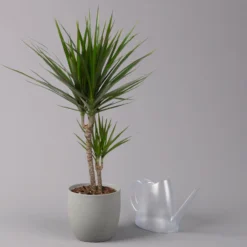Drachenbaum, Topf-Ø 17 Cm, Höhe Ca. 70 Cm -Elho || LECHUZA Verkäufe 0221100020 Dracaena marginata 2er Tuff 17cm 3