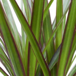 Drachenbaum, Topf-Ø 17 Cm, Höhe Ca. 70 Cm -Elho || LECHUZA Verkäufe 0221100020 Dracaena marginata 2er Tuff H70cm 2