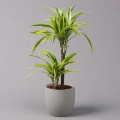 Neue Veröffentlichungen 1 Duftender Drachenbaum 'Lemon Lime', Topf-Ø 17 Cm, 2er Tuff, Höhe Ca. 65 Cm