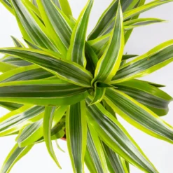 Duftender Drachenbaum 'Lemon Lime', Topf-Ø 17 Cm, 2er Tuff, Höhe Ca. 65 Cm -Elho || LECHUZA Verkäufe 0221100047 Dracaena d Lemon Lime 17cm 2