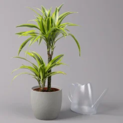 Duftender Drachenbaum 'Lemon Lime', Topf-Ø 17 Cm, 2er Tuff, Höhe Ca. 65 Cm -Elho || LECHUZA Verkäufe 0221100047 Dracaena d Lemon Lime 17cm 3
