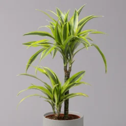 Neue Veröffentlichungen -Elho || LECHUZA Verkäufe 0221100047 Dracaena d Lemon Lime 17cm 4
