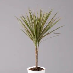 Drachenbaum 'Bicolor', Topf-Ø 13 Cm, Inkl. Keramiktopf Dallas Weiß, 3er-Set -Elho || LECHUZA Verkäufe 0221100081 Dracaena marg Bicolor im Dallas weiss 22