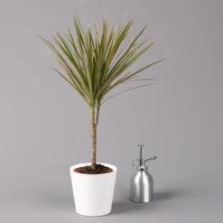 Drachenbaum 'Bicolor', Topf-Ø 13 Cm, Inkl. Keramiktopf Dallas Weiß, 3er-Set -Elho || LECHUZA Verkäufe 0221100081 Dracaena marg Bicolor im Dallas weiss 32