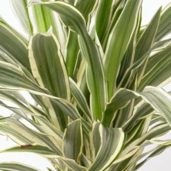 Duftender Drachenbaum 'White Stripe', Topf-Ø 19 Cm, Höhe Ca. 90 Cm -Elho || LECHUZA Verkäufe 0221300011 Dracaena fragr White Stripe 2er Tuff 19cm 2