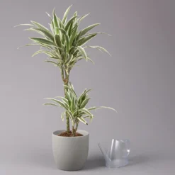 Duftender Drachenbaum 'White Stripe', Topf-Ø 19 Cm, Höhe Ca. 90 Cm -Elho || LECHUZA Verkäufe 0221300011 Dracaena fragr White Stripe 2er Tuff 19cm 3