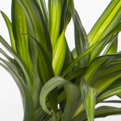 Duftender Drachenbaum 'Riki', Topf-Ø 19 Cm, Höhe Ca. 90 Cm -Elho || LECHUZA Verkäufe 0221300032 Dracaena fragr Riki 2er Tuff 19cm 4