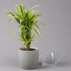 Duftender Drachenbaum 'Lemon Lime', Topf-Ø 21 Cm, Verzweigt, Höhe Ca. 70 Cm -Elho || LECHUZA Verkäufe 0221300035 Dracaena fragr Lemon Lime verzweigt 21cm 3