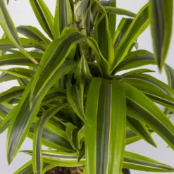 Duftender Drachenbaum 'Lemon Lime', Verzweigt, Topf-Ø 24 Cm, Höhe Ca. 80 Cm -Elho || LECHUZA Verkäufe 0221400010 Dracaena Deremensis Lemon Lime Busch 24cm 4