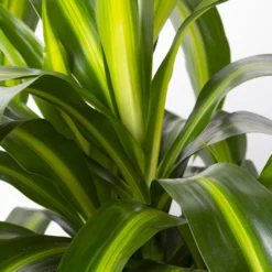 Duftender Drachenbaum 'Hawaiian Sunshine', Topf-Ø 24 Cm, H: Ca. 90 Cm -Elho || LECHUZA Verkäufe 0221400032 Dracaena fragr Hawaiian Sunshine 24cm 4