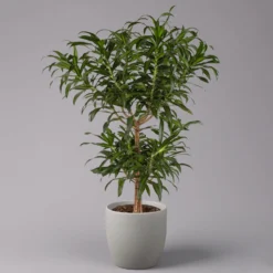 Duftender Drachenbaum 'Song Of Jamaica', Topf-Ø 24 Cm, Höhe Ca. 90 Cm