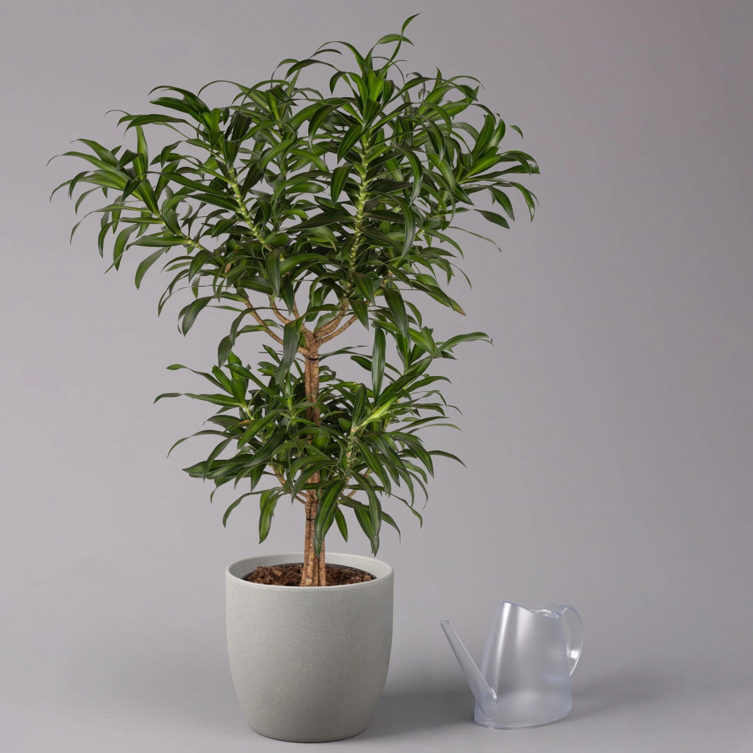 Duftender Drachenbaum 'Song Of Jamaica', Topf-Ø 24 Cm, Höhe Ca. 90 Cm 3 Duftender Drachenbaum 'Song Of Jamaica', Topf-Ø 24 Cm, Höhe Ca. 90 Cm – Bild 3