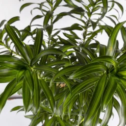 Duftender Drachenbaum 'Song Of Jamaica', Topf-Ø 24 Cm, Höhe Ca. 90 Cm 9 Duftender Drachenbaum 'Song Of Jamaica', Topf-Ø 24 Cm, Höhe Ca. 90 Cm -Elho || LECHUZA Verkäufe 0221400039 Dracaena refl Song of Jamaica 24cm 4