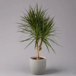 Gerandeter Drachenbaum, Verzweigt, Topf-Ø 27 Cm, Höhe Ca. 130 Cm