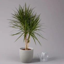 Gerandeter Drachenbaum, Verzweigt, Topf-Ø 27 Cm, Höhe Ca. 130 Cm -Elho || LECHUZA Verkäufe 0221500038 Dracaena marginata verzweigt 27cm 3
