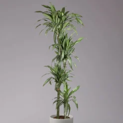 Duftender Drachenbaum 'Ulises', Topf-Ø 27 Cm, Höhe Ca. 170 Cm