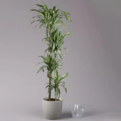 Duftender Drachenbaum 'Ulises', Topf-Ø 27 Cm, Höhe Ca. 170 Cm -Elho || LECHUZA Verkäufe 0221500053 Dracaena fragr Ulises 4er Tuff 27cm 3