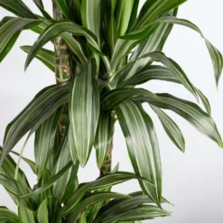 Duftender Drachenbaum 'Ulises', Topf-Ø 27 Cm, Höhe Ca. 170 Cm -Elho || LECHUZA Verkäufe 0221500053 Dracaena fragr Ulises 4er Tuff 27cm 4