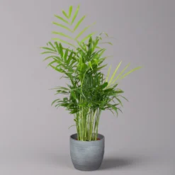 Bergpalme Mit Keramiktopf Bergamo Grau, Topf-Ø 12 Cm, Höhe Ca. 40 Cm