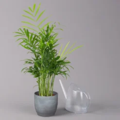 Bergpalme Mit Keramiktopf Bergamo Grau, Topf-Ø 12 Cm, Höhe Ca. 40 Cm -Elho || LECHUZA Verkäufe 0222100039 Chamaedorea eleg in Uebertopf Bergamo grau 3