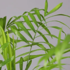 Bergpalme Mit Keramiktopf Bergamo Grau, Topf-Ø 12 Cm, Höhe Ca. 40 Cm -Elho || LECHUZA Verkäufe 0222100039 Chamaedorea eleg in Uebertopf Bergamo grau 4