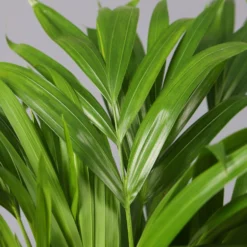 Goldfruchtpalme In Übertopf Vibes Weiß, Topf-Ø 13 Cm, Höhe Ca. 20-30 Cm, 2er-Set -Elho || LECHUZA Verkäufe 0222200032 Dypsis lutescens in Topf Tusca 42