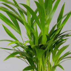 Goldfruchtpalme In Übertopf Vibes Weiß, Topf-Ø 13 Cm, Höhe Ca. 20-30 Cm, 2er-Set -Elho || LECHUZA Verkäufe 0222200053 0222200054 0222200055 0222200056 Dypsis lutescens 124873