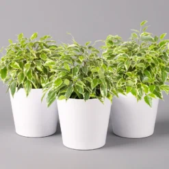 Birkenfeige 'Kinky' In Keramiktopf Weiß, Topf-Ø 12 Cm, Höhe Ca. 25 Cm, 3er-Set -Elho || LECHUZA Verkäufe 0223100065 Ficus benj Kinky Dallas weiss 3er Set2 108731