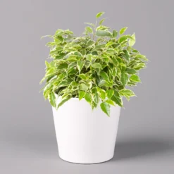 Birkenfeige 'Kinky' In Keramiktopf Weiß, Topf-Ø 12 Cm, Höhe Ca. 25 Cm, 3er-Set -Elho || LECHUZA Verkäufe 0223100065 Ficus benj Kinky Dallas weiss 1 108732