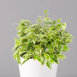 Birkenfeige 'Kinky' In Keramiktopf Weiß, Topf-Ø 12 Cm, Höhe Ca. 25 Cm, 3er-Set -Elho || LECHUZA Verkäufe 0223100065 Ficus benj Kinky Dallas weiss 2 108733