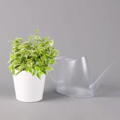 Birkenfeige 'Kinky' In Keramiktopf Weiß, Topf-Ø 12 Cm, Höhe Ca. 25 Cm, 3er-Set -Elho || LECHUZA Verkäufe 0223100065 Ficus benj Kinky Dallas weiss 3 108734