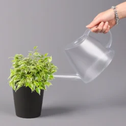 Birkenfeige 'Kinky' In Keramiktopf Dallas Anthrazit, Topf-Ø 12 Cm -Elho || LECHUZA Verkäufe 0223100071 Ficus benj Kinky Dallas anthrazit 32