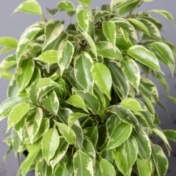 Birkenfeige 'Kinky' In Keramiktopf Dallas Anthrazit, Topf-Ø 12 Cm -Elho || LECHUZA Verkäufe 0223100071 Ficus benj Kinky Dallas anthrazit 42