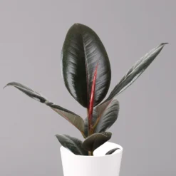 Gummibaum 'Robusta' In Topf Weiß, Topf-Ø 12 Cm, Höhe Ca. 40-45 Cm, 2er-Set 9 Gummibaum 'Robusta' In Topf Weiß, Topf-Ø 12 Cm, Höhe Ca. 40-45 Cm, 2er-Set -Elho || LECHUZA Verkäufe 0223200073 Ficus el Robusta Dallas weiss 2