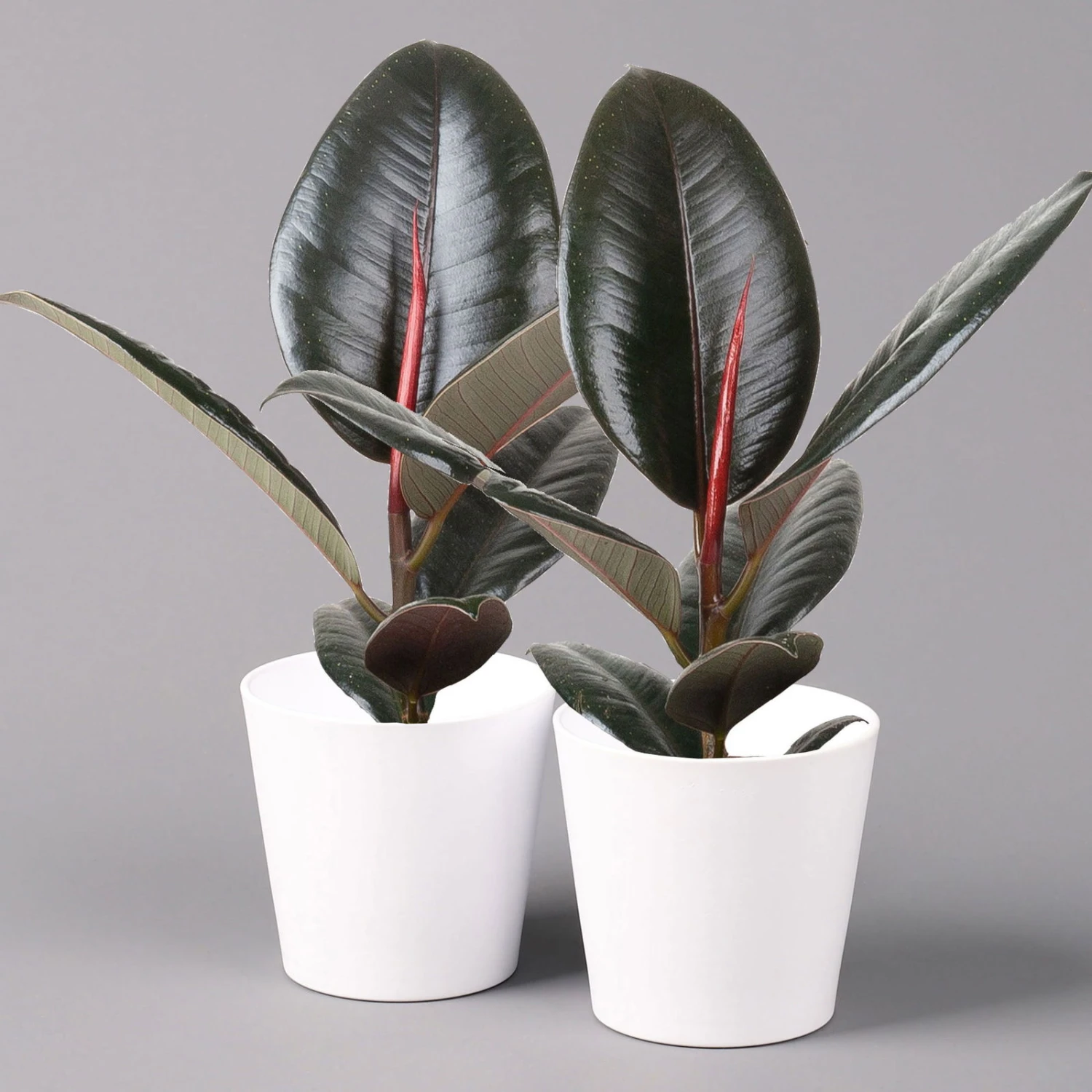 Gummibaum 'Robusta' In Topf Weiß, Topf-Ø 12 Cm, Höhe Ca. 40-45 Cm, 2er-Set 1 Gummibaum 'Robusta' In Topf Weiß, Topf-Ø 12 Cm, Höhe Ca. 40-45 Cm, 2er-Set