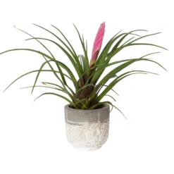 Tillandsia Cyanea In Topf, Rosa-violett, Topf-Ø 5,5 Cm, Höhe Ca. 15 Cm, 2er-Set -Elho || LECHUZA Verkäufe 0225150069 0225150070 Tillandsia cyanea in Betontopf 2 119772