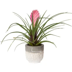 Tillandsia Cyanea In Topf, Rosa-violett, Topf-Ø 5,5 Cm, Höhe Ca. 15 Cm, 2er-Set -Elho || LECHUZA Verkäufe 0225150069 0225150070 Tillandsia cyanea in Betontopf 3 119774