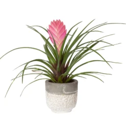 Tillandsia Cyanea In Topf, Rosa-violett, Topf-Ø 5,5 Cm, Höhe Ca. 15 Cm, 2er-Set -Elho || LECHUZA Verkäufe 0225150069 0225150070 Tillandsia cyanea in Betontopf 4 119773