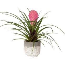 Tillandsia Cyanea In Topf, Rosa-violett, Topf-Ø 5,5 Cm, Höhe Ca. 15 Cm, 2er-Set -Elho || LECHUZA Verkäufe 0225150069 0225150070 Tillandsia cyanea in Betontopf 7 119770