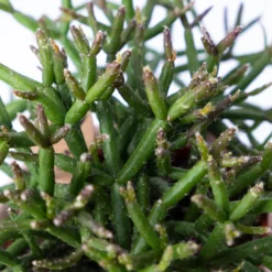 Korallenkaktus Im Dekotopf 'Viking Terracotta', In Sorten, Topf-Ø 9 Cm, 2er-Set -Elho || LECHUZA Verkäufe 0225200740 Rhipsalis Set in Topf Scandic nude 2er Set 4