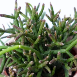 Korallenkaktus Im Dekotopf 'Viking Terracotta', In Sorten, Topf-Ø 9 Cm, 2er-Set -Elho || LECHUZA Verkäufe 0225200740 Rhipsalis Set in Topf Scandic nude 2er Set 5