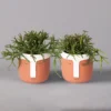 Korallenkaktus Im Dekotopf 'Viking Terracotta', In Sorten, Topf-Ø 9 Cm, 2er-Set