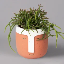 Korallenkaktus Im Dekotopf 'Viking Terracotta', In Sorten, Topf-Ø 9 Cm, 2er-Set -Elho || LECHUZA Verkäufe 0225200744 Rhipsalis Set in Topf Viking terracotta 2er Set 2