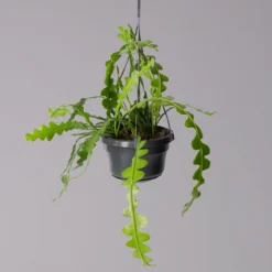 Epiphyllum Anguliger, In Blumenampel, Topf-Ø 14 Cm, Höhe Ca. 35 Cm -Elho || LECHUZA Verkäufe 0230200611 Epiphyllum anguliger T14 1 1 116117