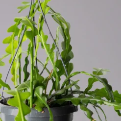 Epiphyllum Anguliger, In Blumenampel, Topf-Ø 14 Cm, Höhe Ca. 35 Cm -Elho || LECHUZA Verkäufe 0230200611 Epiphyllum anguliger T14 3 1 116116