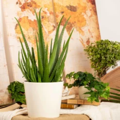 Aloe Vera, Topf-Ø 15 Cm, Höhe Ca. 35-50 Cm