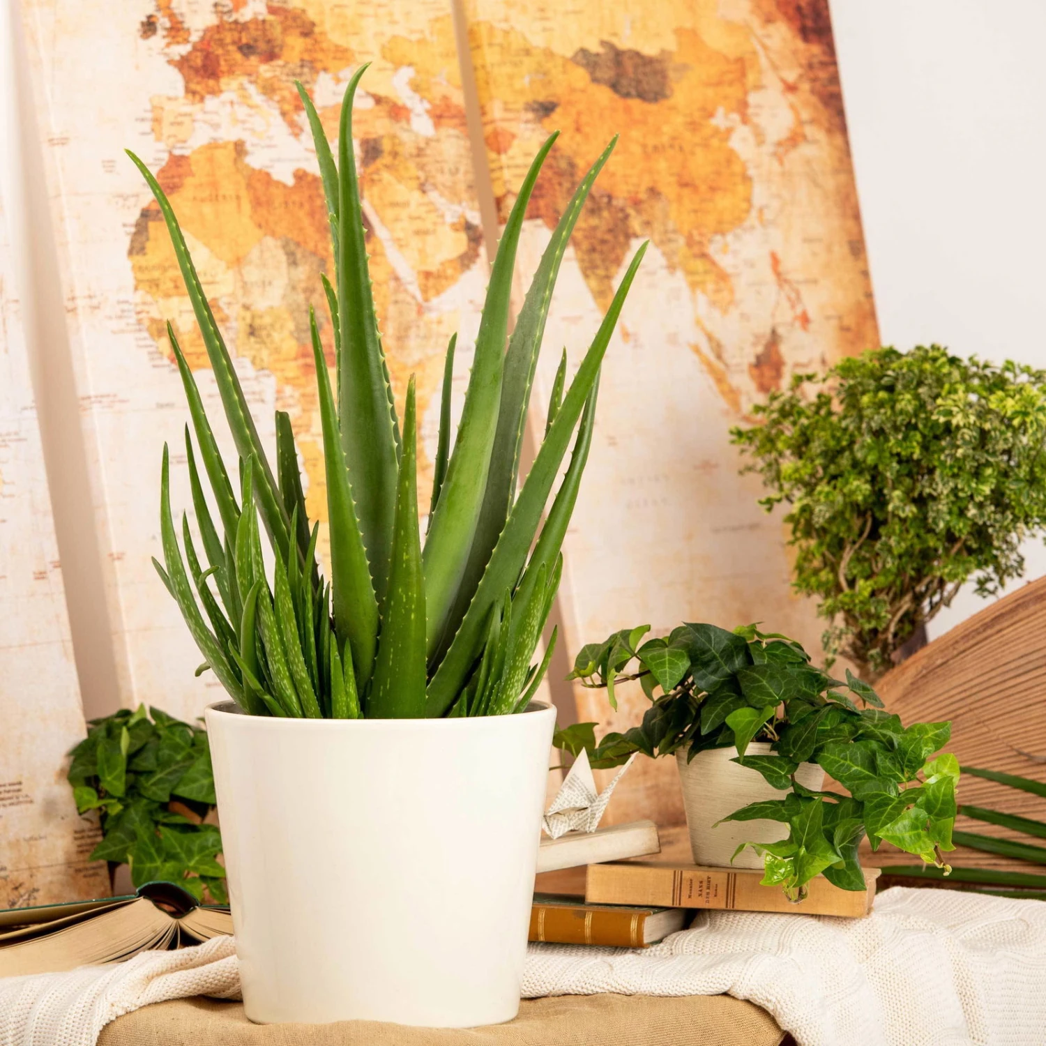 Aloe Vera, Topf-Ø 15 Cm, Höhe Ca. 35-50 Cm 1 Aloe Vera, Topf-Ø 15 Cm, Höhe Ca. 35-50 Cm