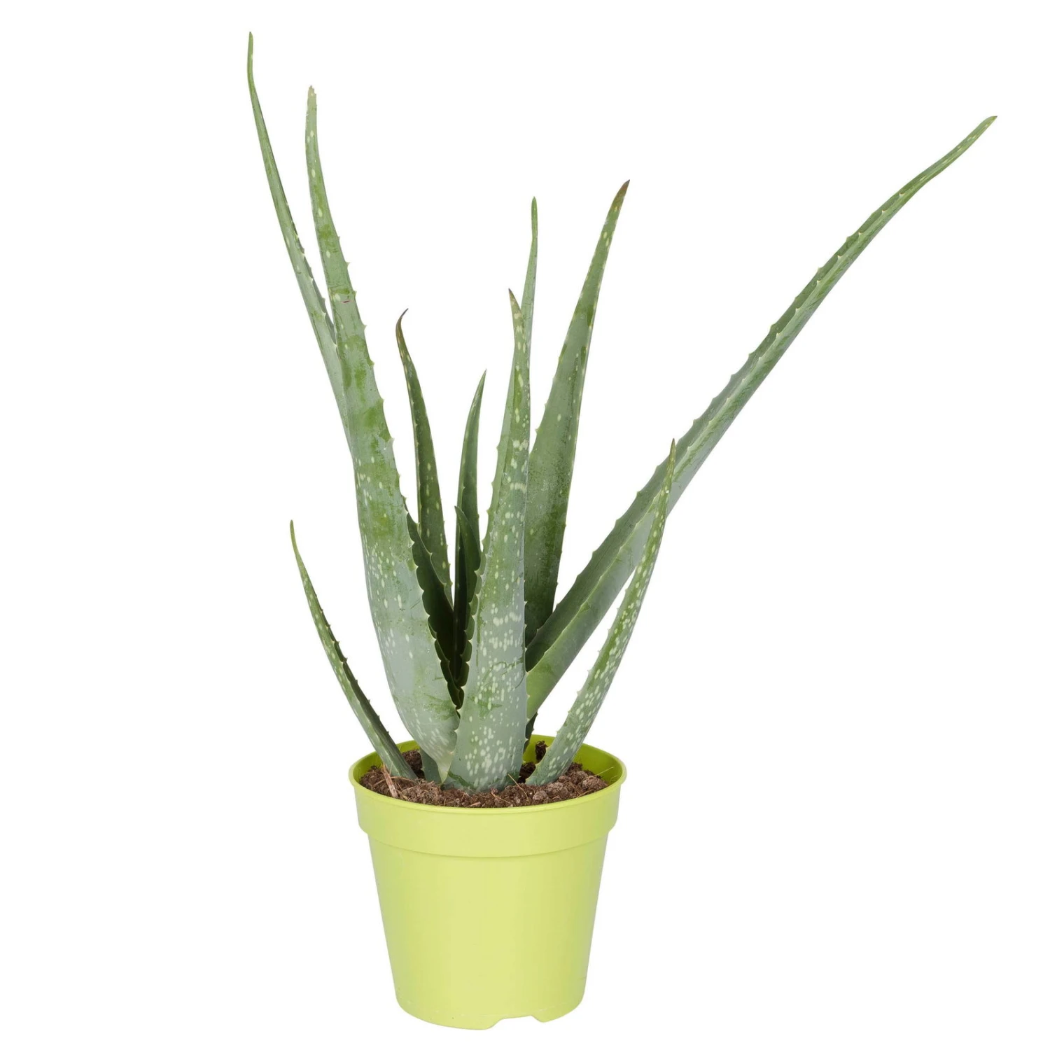 Aloe Vera, Topf-Ø 15 Cm, Höhe Ca. 35-50 Cm 2 Aloe Vera, Topf-Ø 15 Cm, Höhe Ca. 35-50 Cm – Bild 2