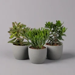 Geldbaum, Verschiedene Formen, Topf-Ø 12 Cm, Höhe Ca. 20 Cm, 3er-Set